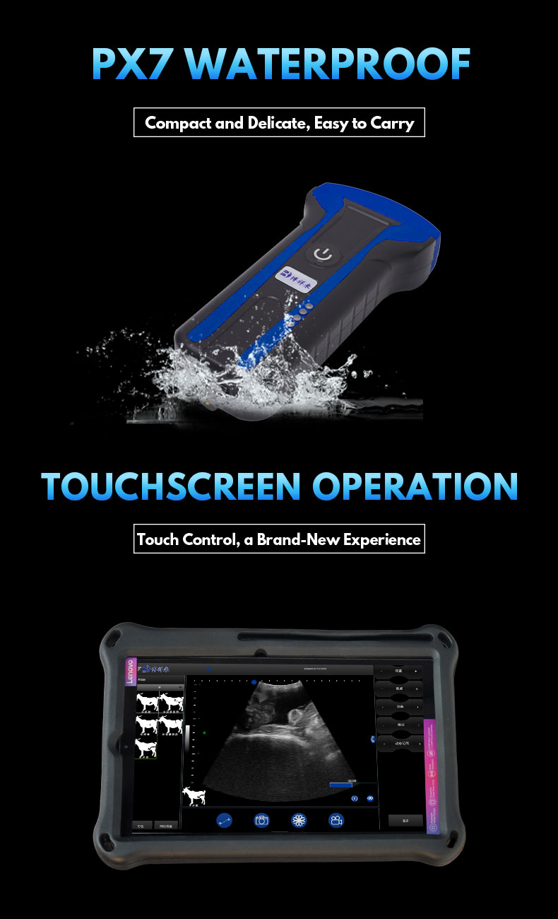Portable Wireless Handles Veterinary Ultrasound System For Sheep BXL-S101