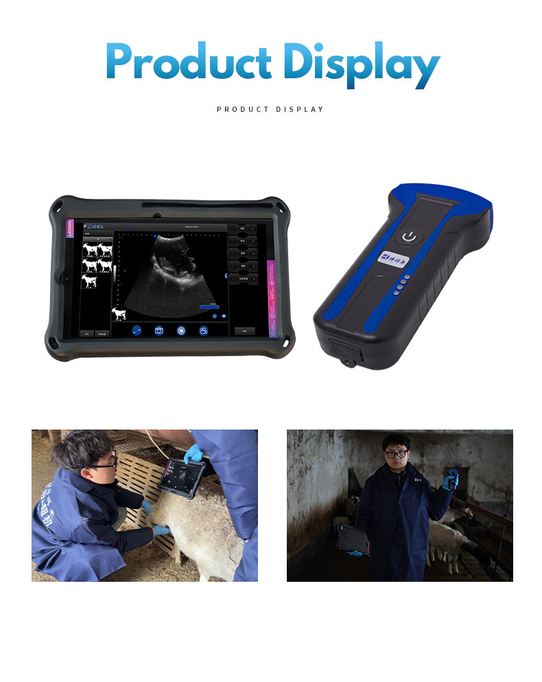 Portable Wireless Handles Veterinary Ultrasound System For Sheep BXL-S101