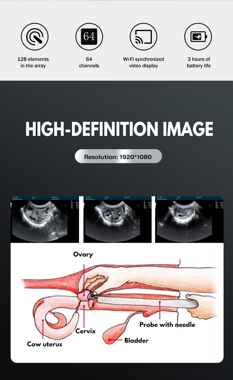 Color Doppler Cattle OPU veterinary ultrasound Equipment BXL-DB20