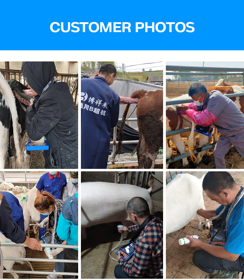 Portable Veterinary Ultrasound Scanner