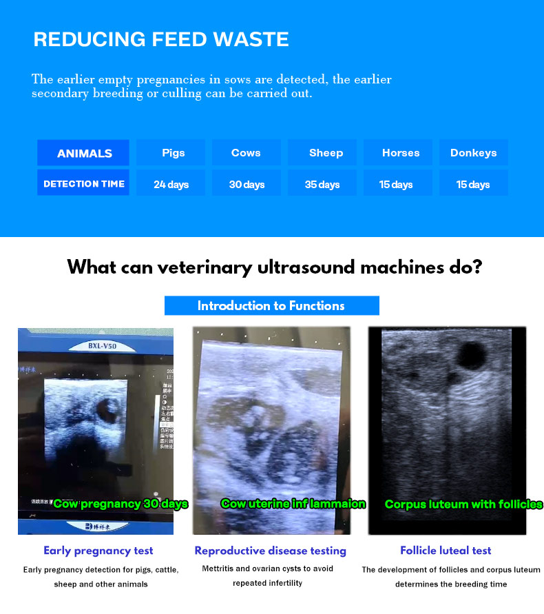 Portable Veterinary Ultrasound Scanner